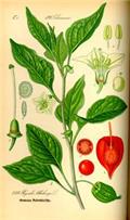native gooseberry